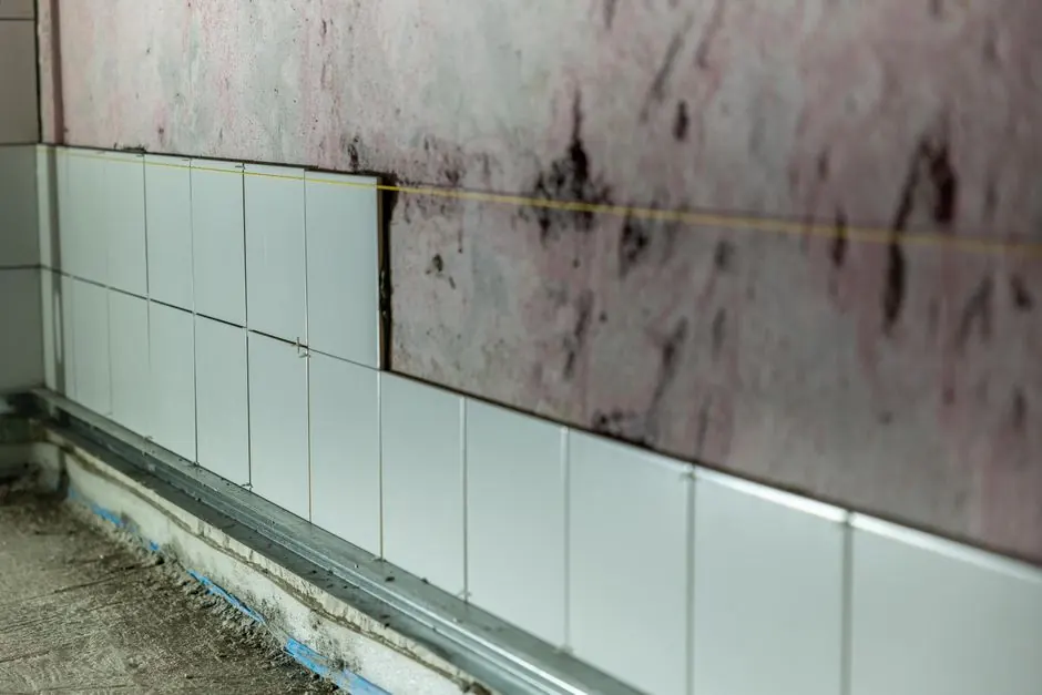 How to identify mold in your home