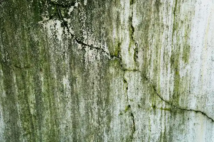 How to prevent mold after water damage restoration
