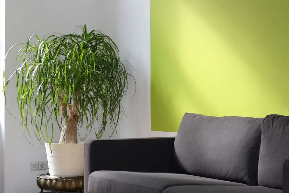 How to remove musty odors from your home